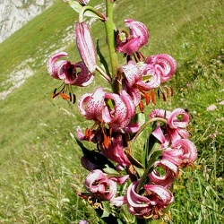 Lilium