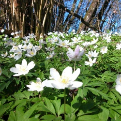 Anemone