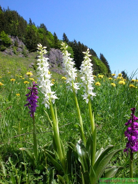 22 orchis mascula hypochrome.jpg