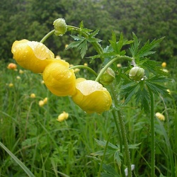 Trollius
