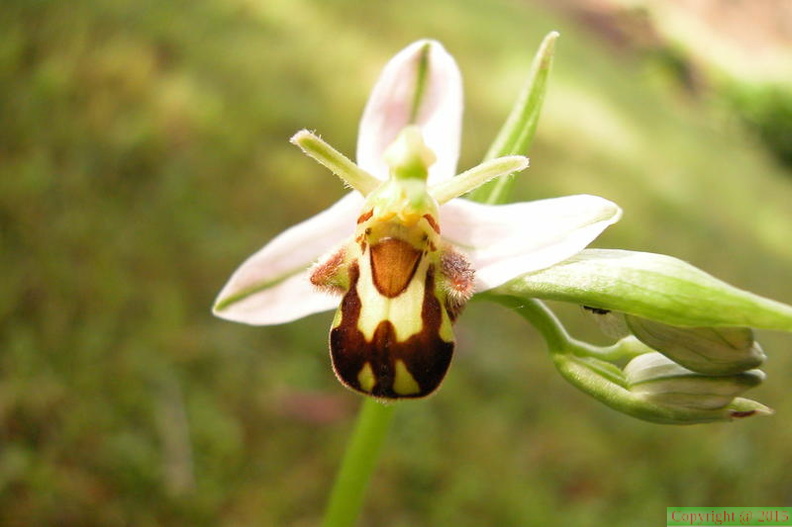  40 ophrys apifera.jpg