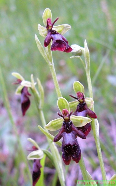  41 ophrys insectifera.jpg