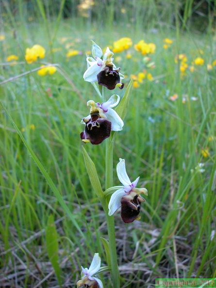  42  ophrys fuciflora.jpg