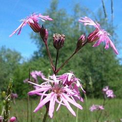 Lychnis