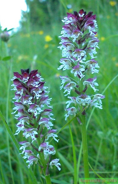  58 orchis ustulata.jpg