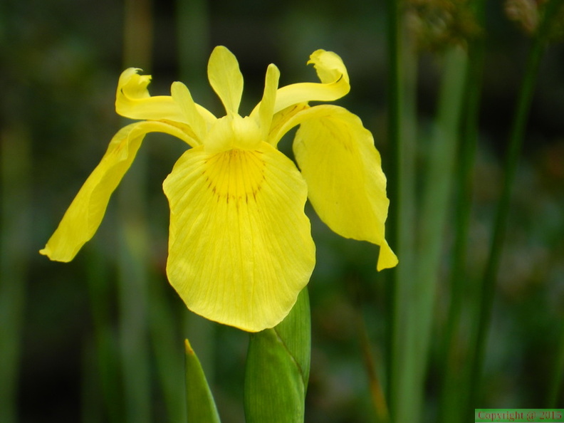  61 iris pseudocorus.jpg