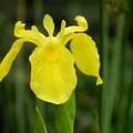  61 iris pseudocorus.jpg