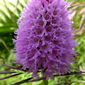 Orchis globosa