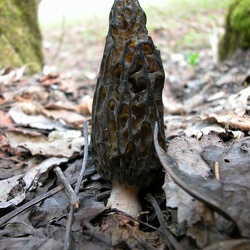 Genre Morchella