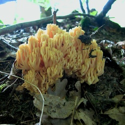 Genre Ramaria