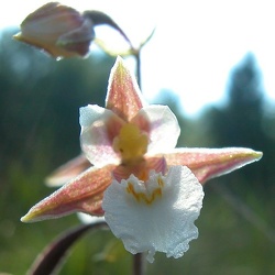Epipactis