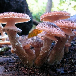 Genre Armillaria