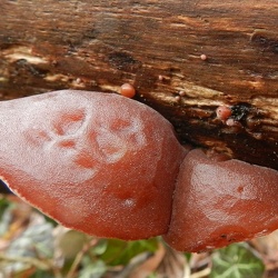 Genre Auricularia