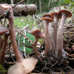 Genre Pseudoclitocybe