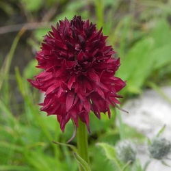 Nigritella