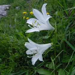 Paradisea (ancien)