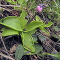 Pinguicula grandiflora var. rosea