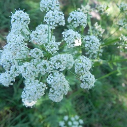 Anthriscus