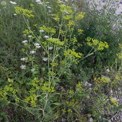 Pastinaca