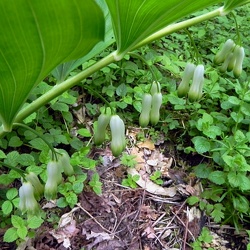 Polygonatum (ancien)