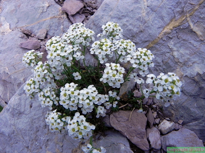 Hutchinsia alpina