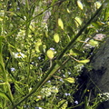 Lepidium virginicum