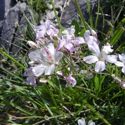 Gypsophila