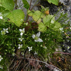 Moehringia