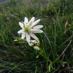 Stellaria