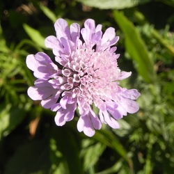 Scabiosa (ancien)