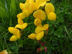 Lotus corniculatus