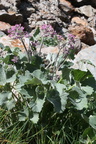Adenostyle leucophylla:,Bérard,près refuge-Vallorc:-20:08:2012