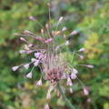 Allium oleraceum,a Glandieu, bas bugey-25:07:2012
