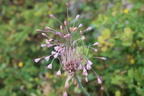 Allium oleraceum,a Glandieu, bas bugey-25:07:2012