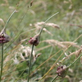 Allium oleraceum, Pointe Chavasse,2012m:-Bellev:-04:08:2014