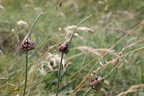 Allium oleraceum, Pointe Chavasse,2012m:-Bellev:-04:08:2014