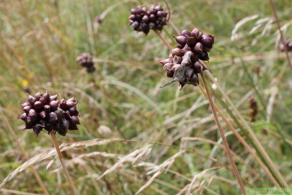 Allium scorodoprasum, Passengué, La Chap: d'Ab:-24:07:2014