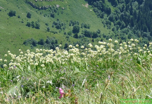Allium victoriale-Pte de nantau,alt: 2170:le 16:07:10: