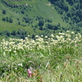 Allium victoriale-Pte de nantau,alt: 2170:le 16:07:10: