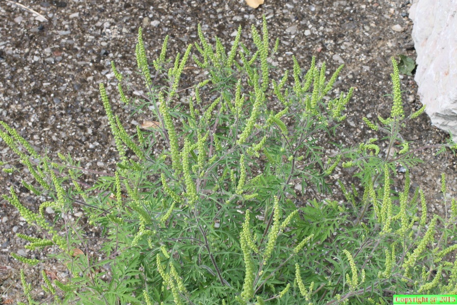Ambrosia artemisiifolia, gare de Perrignier-23:08:2012 (2)