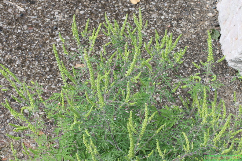 Ambrosia artemisiifolia, gare de Perrignier-23:08:2012 (2)