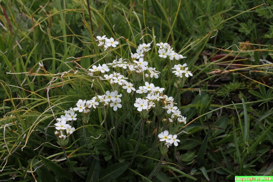 Androsace obtusifolia,arête Gde Autannes,2400m:-Chamonix-01:08:2014