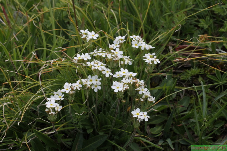 Androsace obtusifolia,arête Gde Autannes,2400m:-Chamonix-01:08:2014