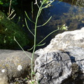 Arabidopsis thaliana, Lully-10:04:11 (2)