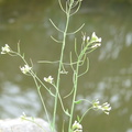 Arabidopsis thaliana Lully Dj 04:09