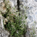 Arabis serpyllifolia, Parmelan a 1500m:-B: de Thuy-25:06:2012