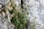 Arabis serpyllifolia, Parmelan a 1500m:-B: de Thuy-25:06:2012