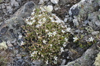 Arenaria ciliata,arête Gde Autannes-2450m:-Chamonix-01:08:2014 (2)