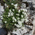 Arenaria grandiflora-Mt Ouzon -DJ:25:05:09: