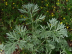 Artemisia absinthium, a Ntre Dame du Laus-08:05:2014